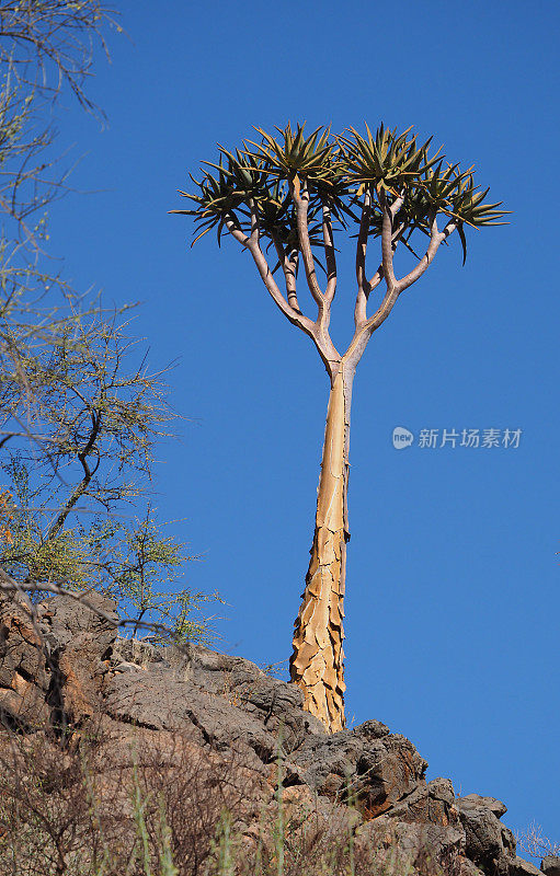 纳米比亚的箭栗树