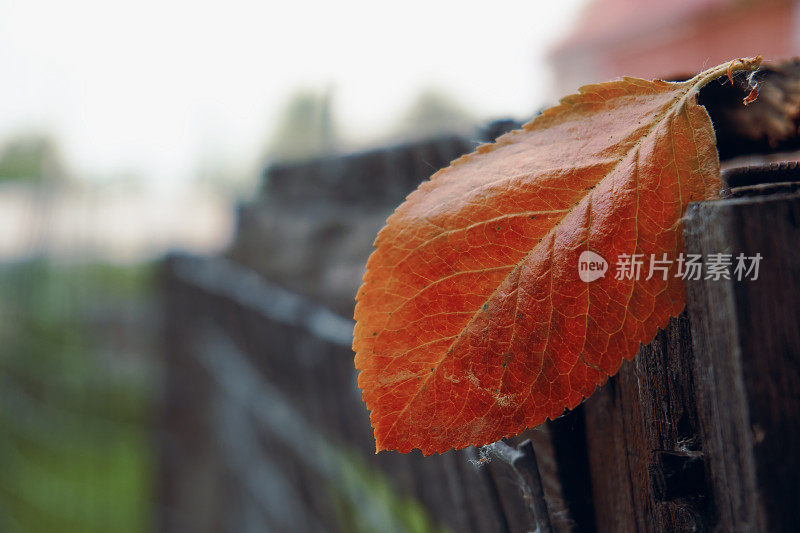 一片秋天孤独的叶子被困在木栅栏里。五彩缤纷的树叶从树上飘落。特写工作表，选择性聚焦