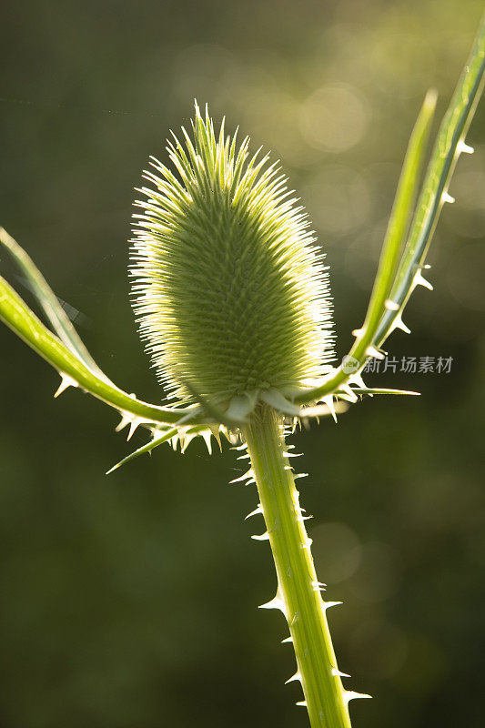 川续断科植物