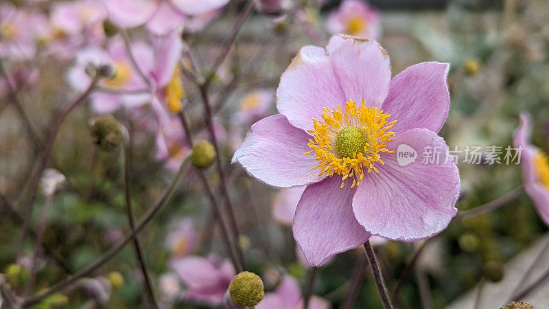 粉红色的花朵