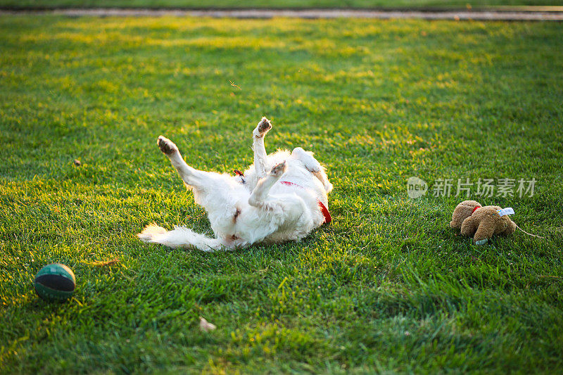 在一个美丽的公园里，一只金毛猎犬在夕阳下的草地上打球