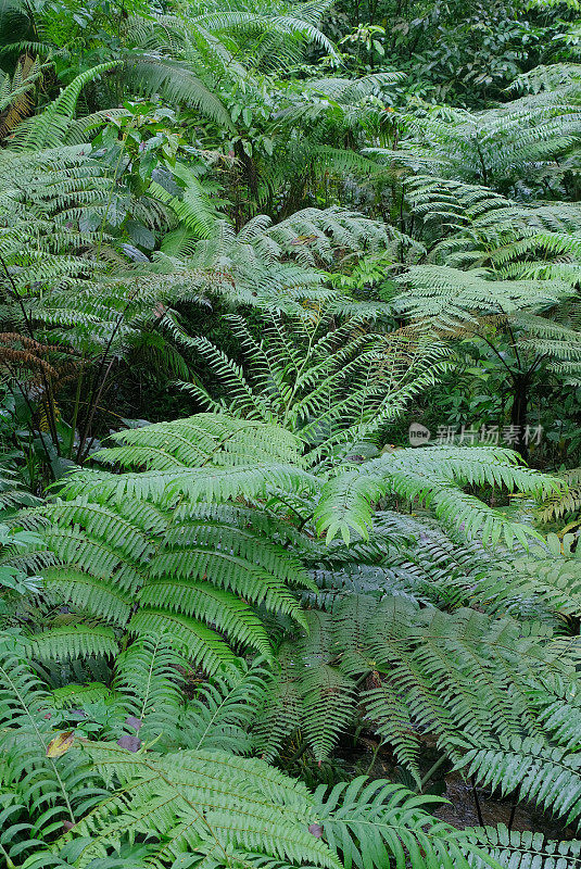 桫椤属植物，生长于热带雨林