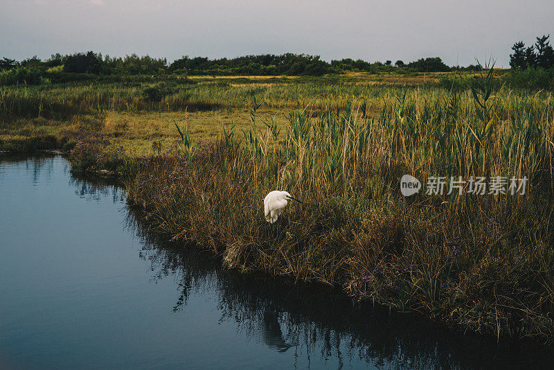 小白鹭，白鹭。