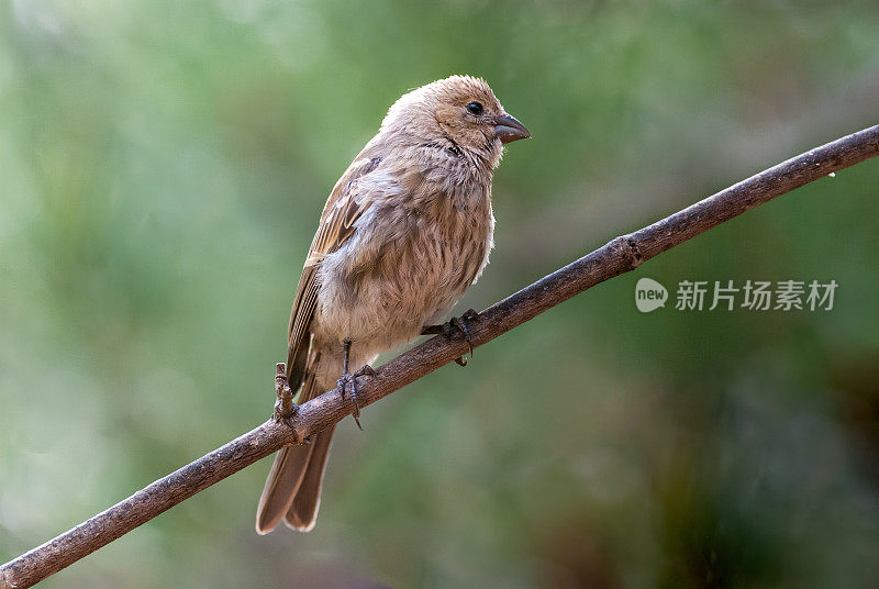 树上的雌性家雀