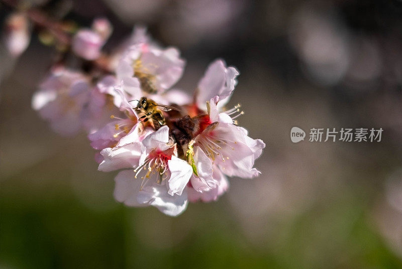 蜜蜂在杏花上