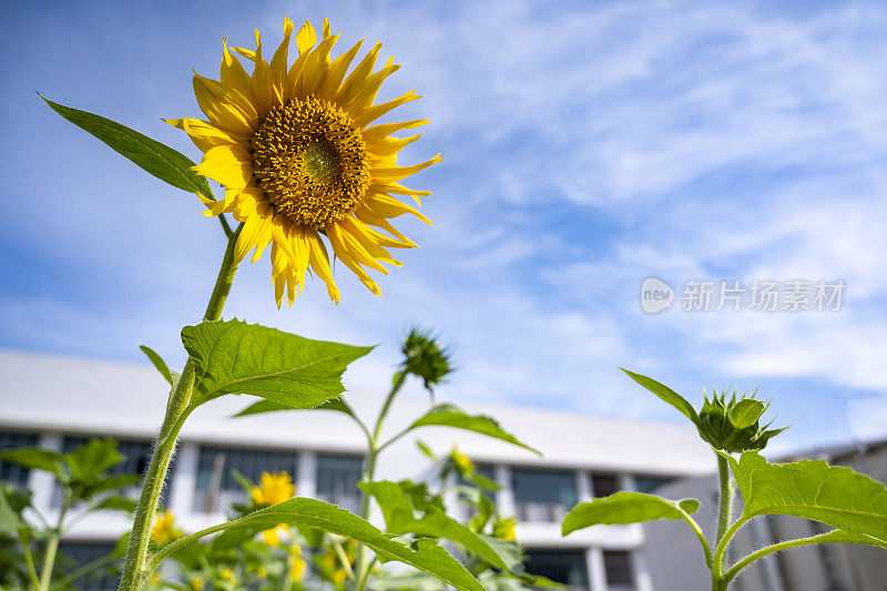 向日葵生长在屋顶花园