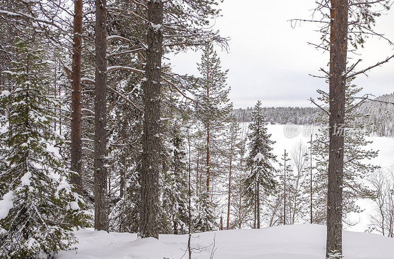 冬季景观，白雪覆盖的松林和湖岸。边远地区的日落。