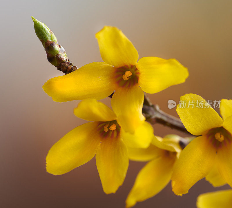 连翘。盛开的连翘。连翘枝上的黄花。春天大自然的美。