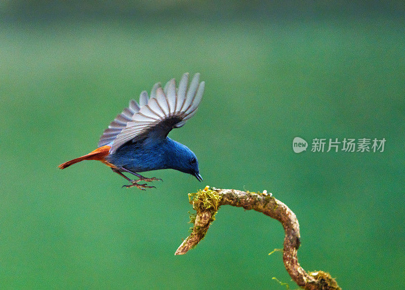 水中铅的红尾鸲