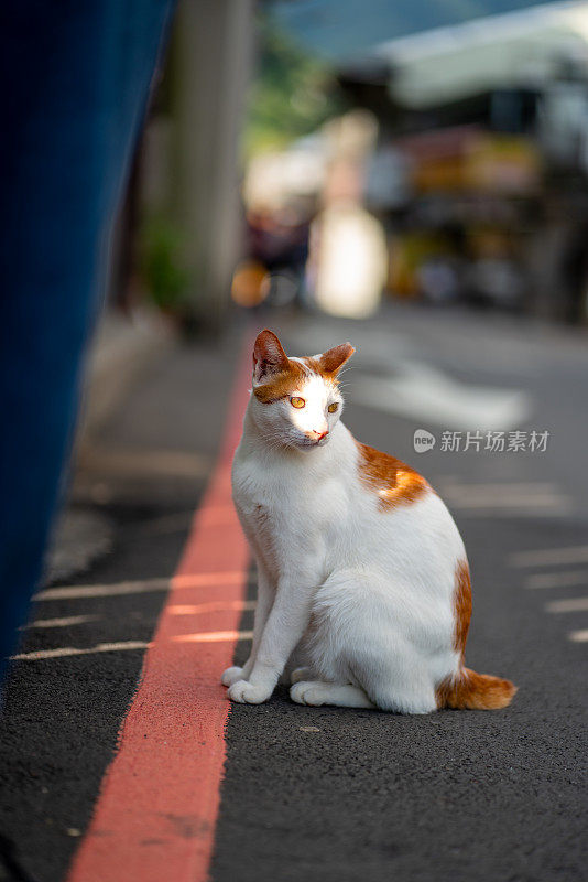 一只三色猫沐浴在路边的阳光下。