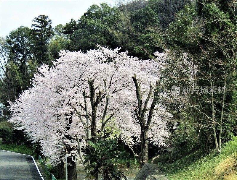 日本。三月底。到处都是樱花。