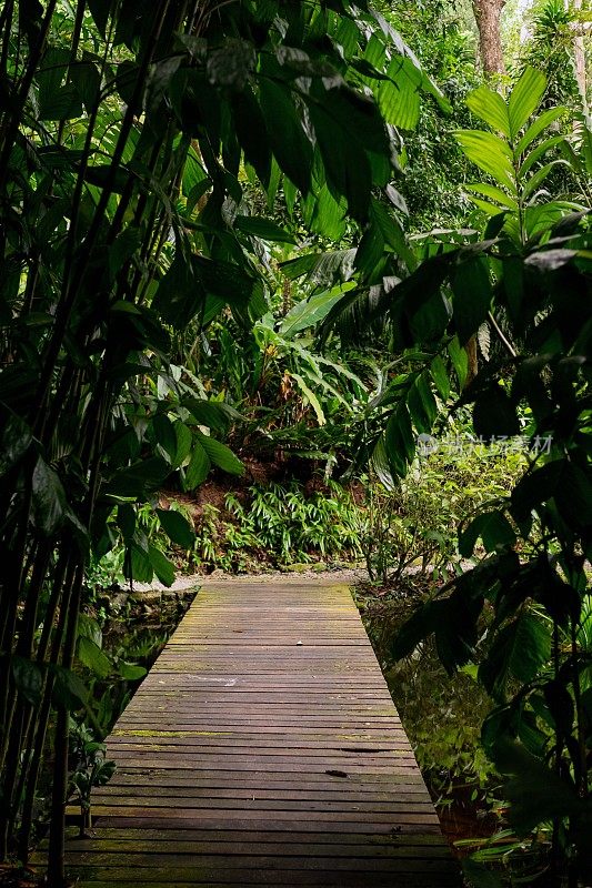 郁郁葱葱的绿色植物在热带丛林森林马来西亚槟城岛