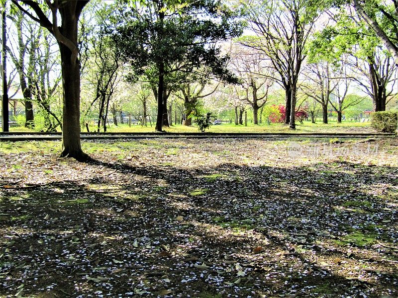 日本。4月。在樱花盛开的最后几天停车。被樱桃花瓣覆盖的地面