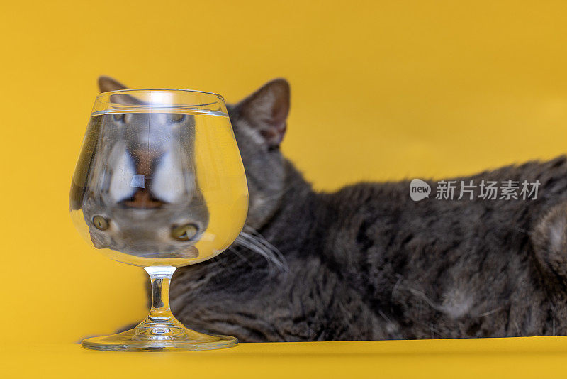 滑稽的猫背后满玻璃杯的水黄色背景