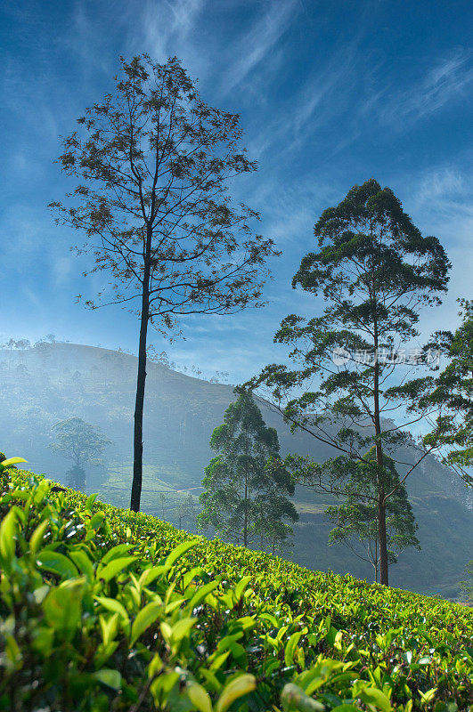 印度洋上的明珠斯里兰卡(锡兰)之旅。参观茶叶种植区。