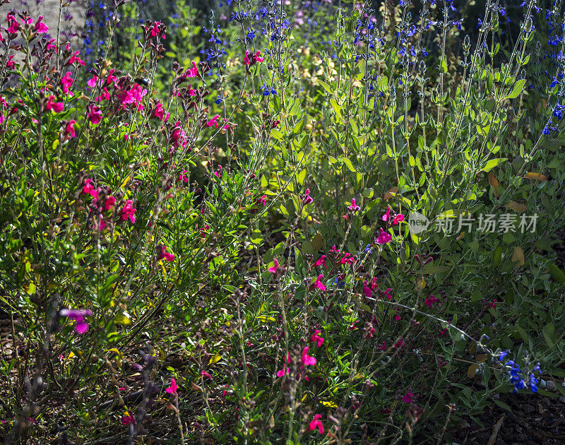 英国花园彩色野花鼠尾草花