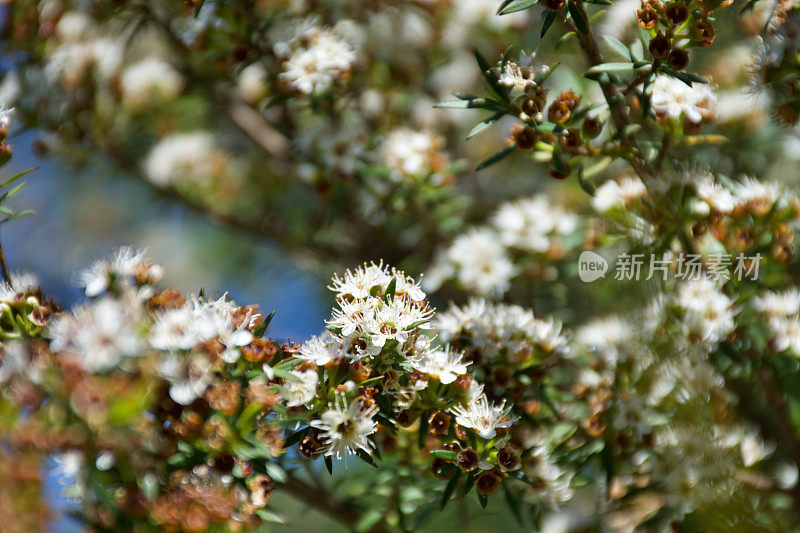 昆泽亚属茶树