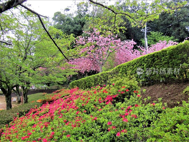 日本。4月。公园里的樱花。粉红色和绿色。