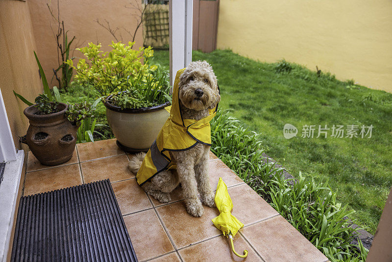 雨天金毛犬散步