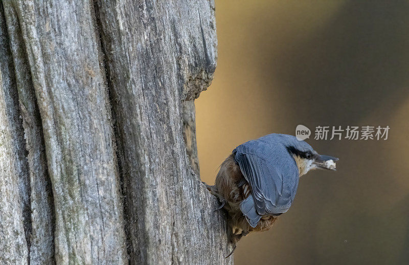 树干上的五子草