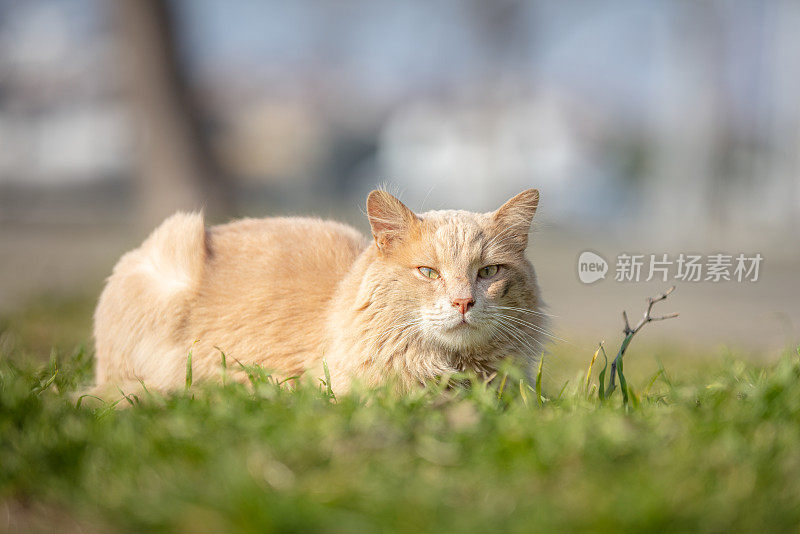 黄色流浪猫的肖像。