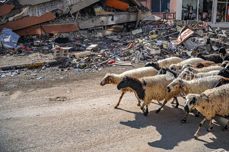 地震后，绵羊走在路上