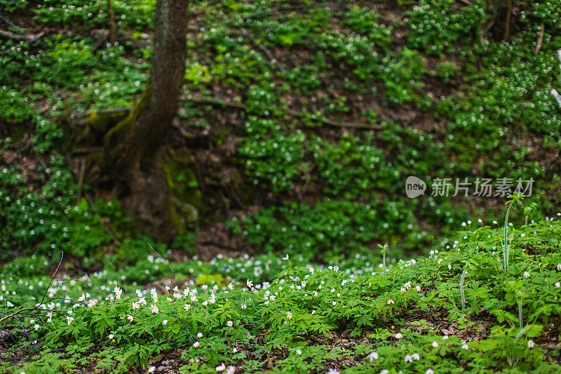 精灵森林。春天的花朵