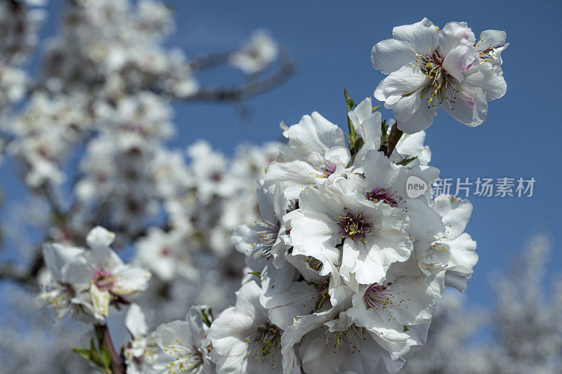 春季杏仁园开花的特写
