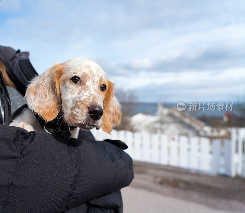 英国塞特犬，挪威Vestfold