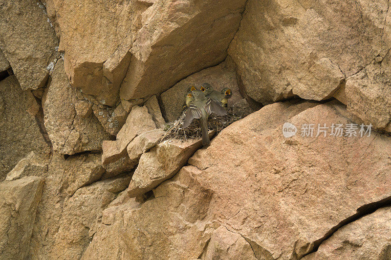 捕蝇人在科罗拉多州沃特顿峡谷的悬崖上喂五只雏鸟