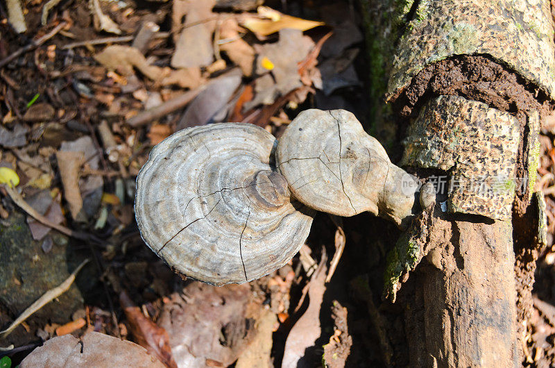 生长在腐烂木头上的水螅科蘑菇