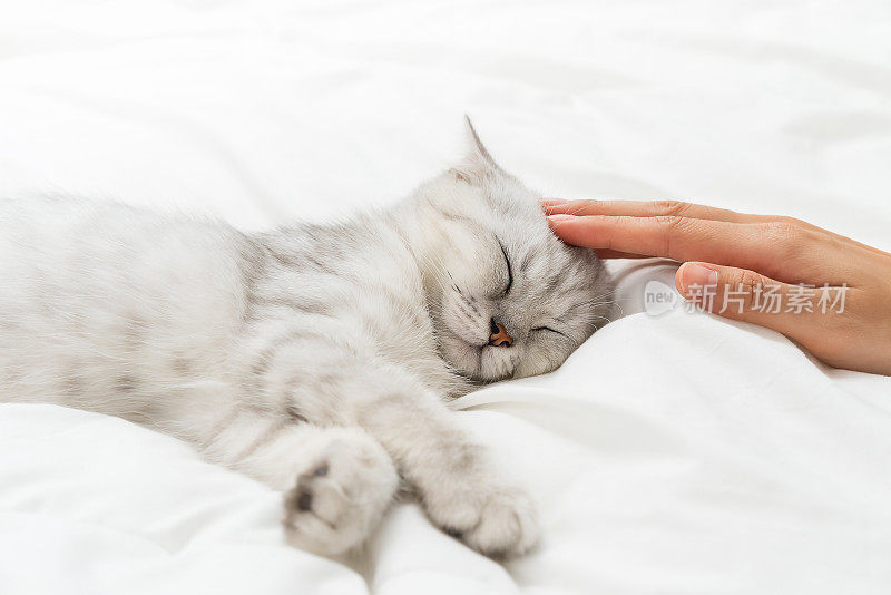 小苏格兰折耳猫躺在家里用女人的手摸着头放松的白色床上。