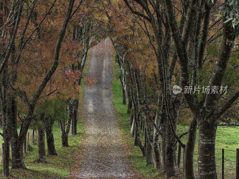 秋林路