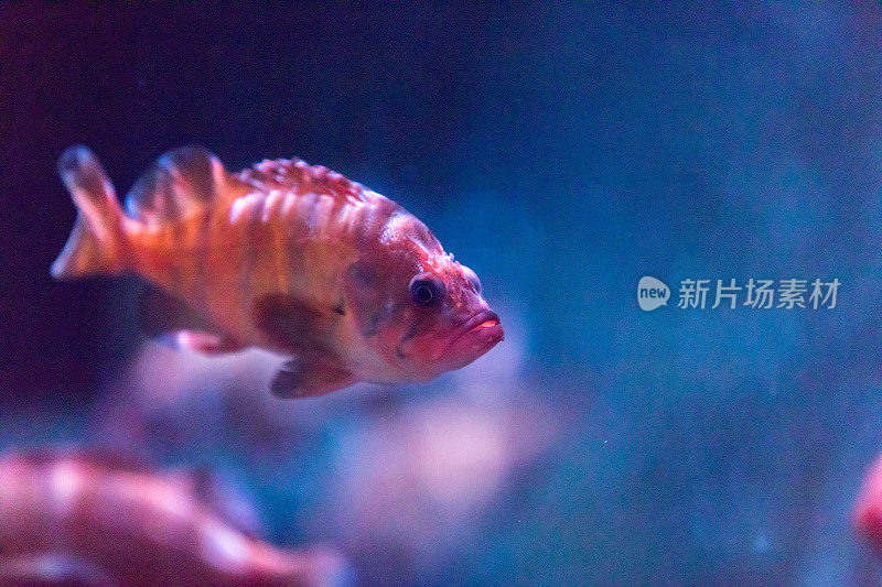 海洋生物蓝水鱼