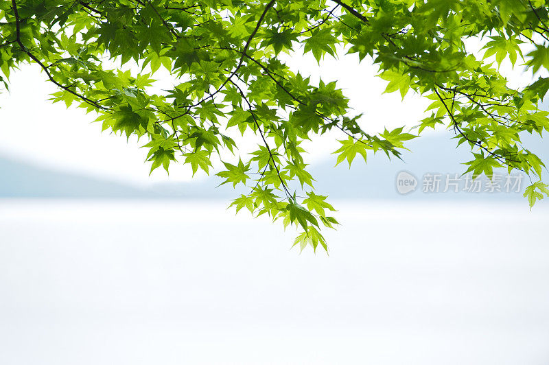 中禅寺湖和新绿叶，日航，枥木，枥木县