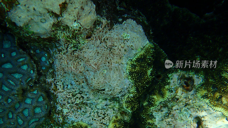 红海海底的珊瑚藻