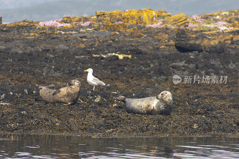 英国苏格兰格拉斯哥奥本海岸的海狮海豹