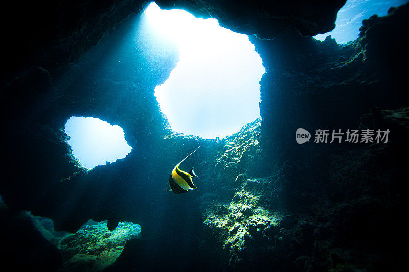 摩尔人的偶像鱼游过夏威夷的一个海洞