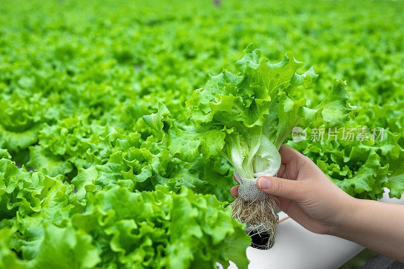 从水培农场收获