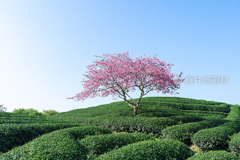 茶园里盛开的樱桃树