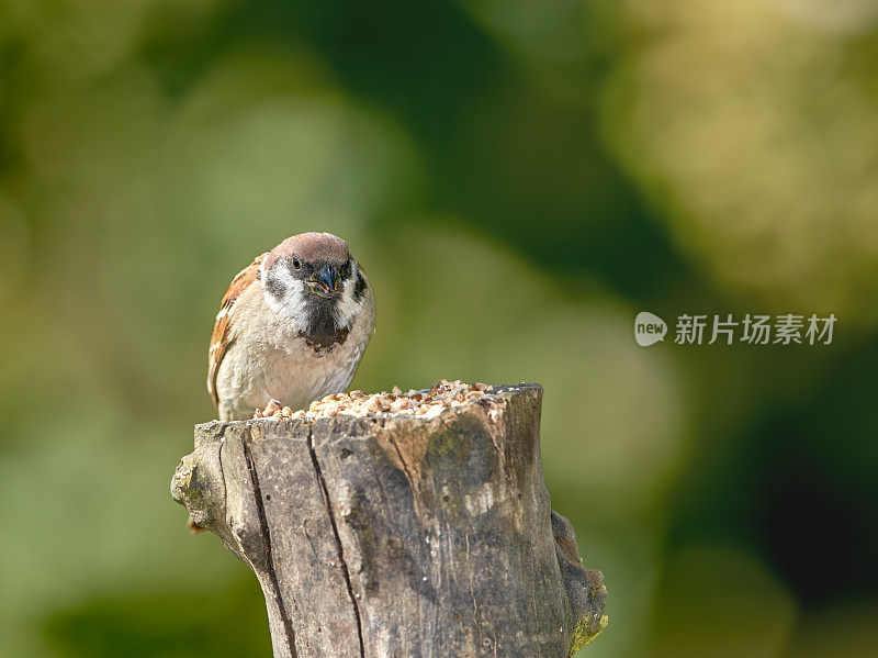 麻雀在我的花园里