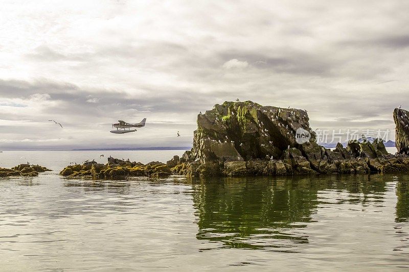 阿拉斯加科迪亚克海岸，有海鸥和水上飞机
