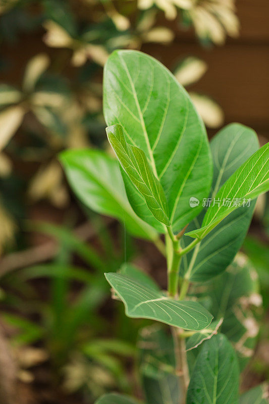 室外生长的无花果奥黛丽植物