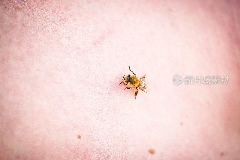 一只蜜蜂在人的皮肤上，人类昆虫相互作用