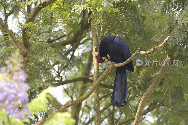 罗斯的Turaco