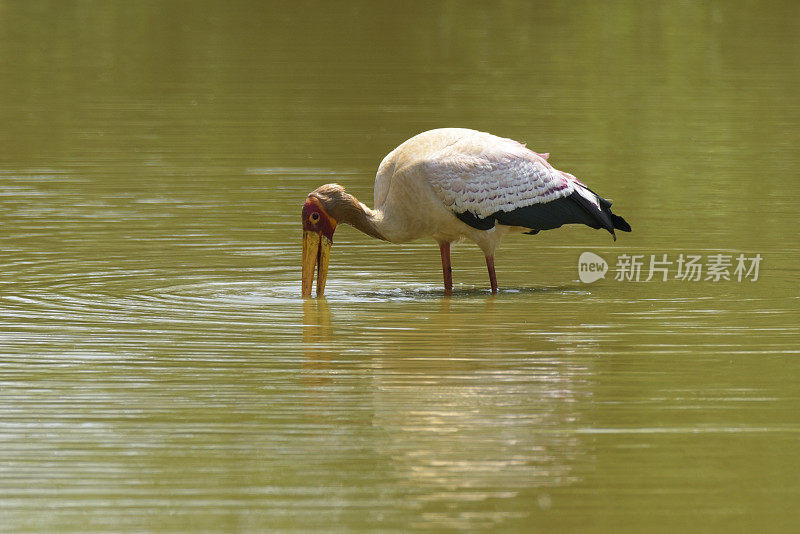 只鹳