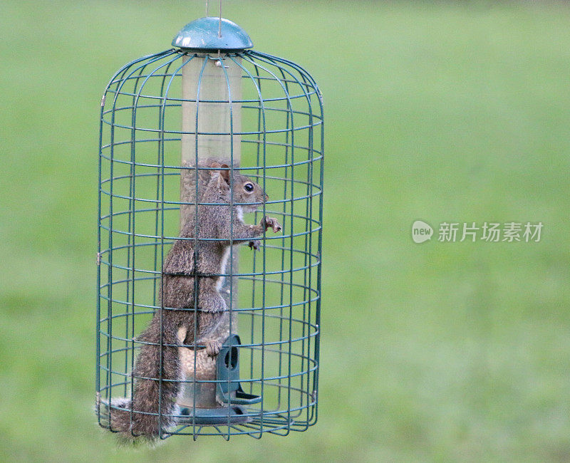 防松鼠喂食器中的松鼠