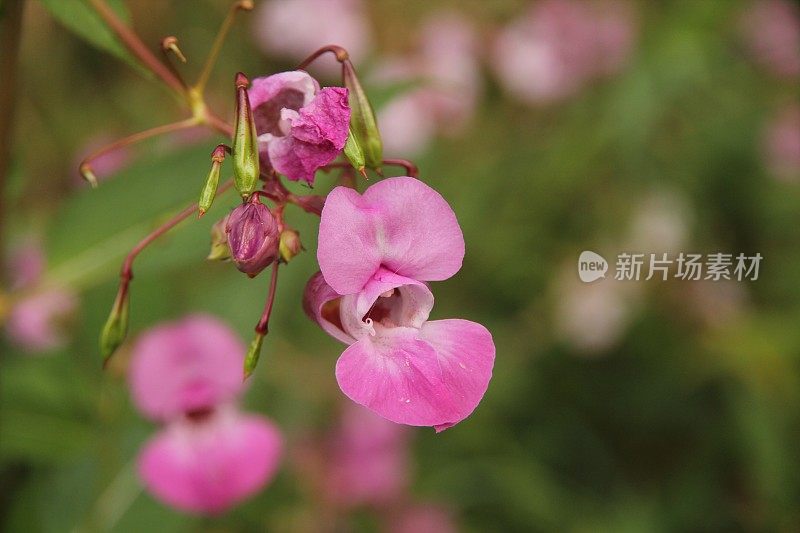 喜马拉雅苦瓜花和种子荚的特写