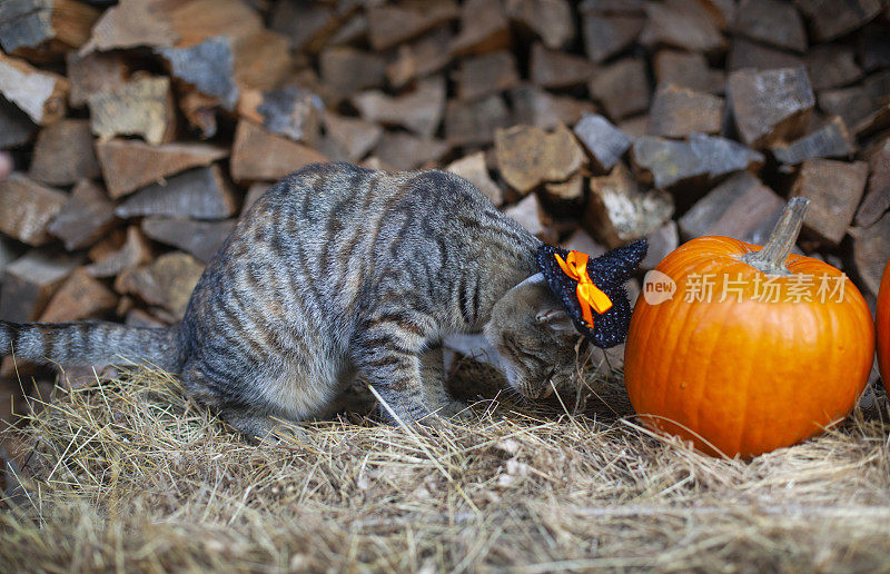 万圣节，谷仓里的黑猫和稻草上的南瓜