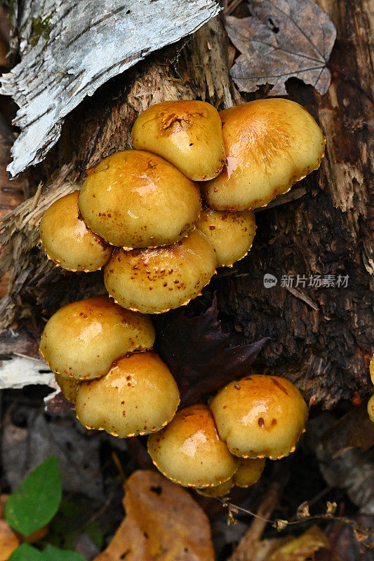 蘑菇在腐烂的原木上，垂直的